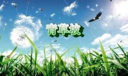 青草国产在线,探寻国产青草在线的魅力与风采