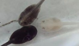 蝌蚪国产,揭开神秘国度的神秘面纱